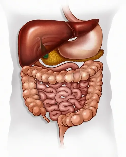 Gastroenterology